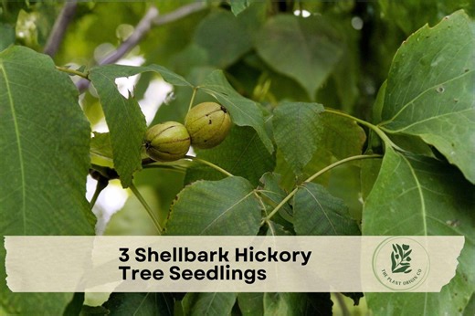 3 Shellbark Hickory Tree Seedlings - Etsy