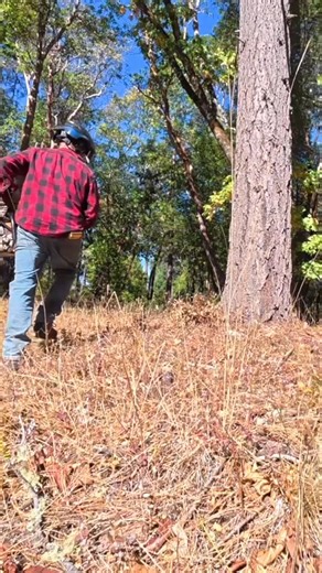 August Hunicke on Instagram: "Danger! Limb-Locked Trees"