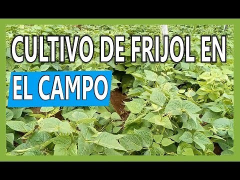 Bean cultivation in the field / peasant agriculture