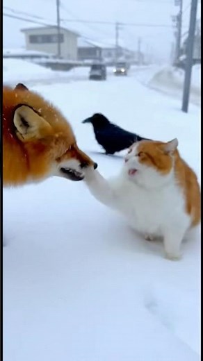 野生動物と街猫が向き合った瞬間【日本の冬】#北海道 #日本の冬 #雪道 #野生動物 #キツネ #猫 #AI映像 #AIshorts #viral #trending#fyp #animalshorts