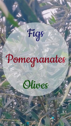 3 Fruit trees for water-wise gardens and edible landscapes... Pomegranates, Olives, and Figs! 🌞🌿 All are naturally drought-tolerant plants once they're established and are well suited for dry-summer climates. 🌳 Pomegranates like it a little on the dry side 🫒 Olives thrive in heat and sunshine 🌱 Figs are reliable and rewarding #DroughtTolerantGarden #FruitTrees #EdibleGarden #MediterraneanPlants #SonomaCountyGardening #HarmonyFarmSupply #sebastopolcalifornia #petalumacalifornia | Harmony Far