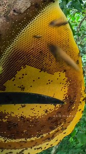 Process a take honeycomb | Aris Purwadi