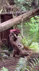 🐾 Big cat milestone! 🐾 Our rescued cougar cubs, Sullivan and Sienna, enjoyed their very first carcass feed last weekend. Aside from smaller bones, this is their first chance to practice natural hunting and feeding behaviors. Enrichment like this helps them grow strong, build skills, and stay healthy. 🦴 📹: Keepers Caroline and Carly | Northwest Trek Wildlife Park