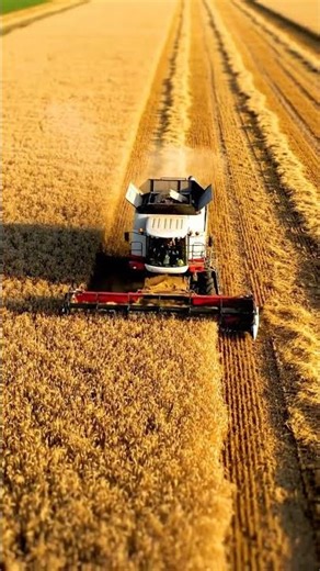 Tiny Combine Starts Harvesting – Tilt Shift Miniature