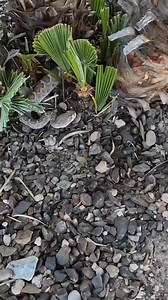 367K views · 2.7K reactions | Rattlesnakes can mate any time of year. In the Phoenix metro area, this largely happens in the spring, and again in the fall. Here is a pair that Bryce helped out of a backyard to surrounding habitat earlier in the year. | Rattlesnake Solutions | Facebook