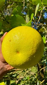 fresh ripe pomelo from tree #fruit #reel 🌴🌴🌴 | fruits and nature