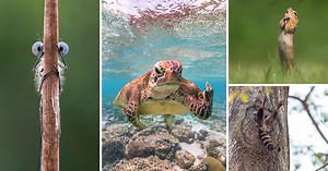 Photo of Turtle 'Flipping the Bird' Wins Comedy Wildlife Photography Awards