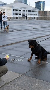 298K views · 3.3K reactions | Vous avez un chien foufou et plein d’amour ? Cet exercice est fait pour vous ! Découvrez encore plus d’exercices pour faire progresser votre chien et vous éclater avec lui dans notre formation en ligne Esprit Dog Family : rdv sur espritdog.com ! | Esprit Dog - Tony Silvestre | Facebook