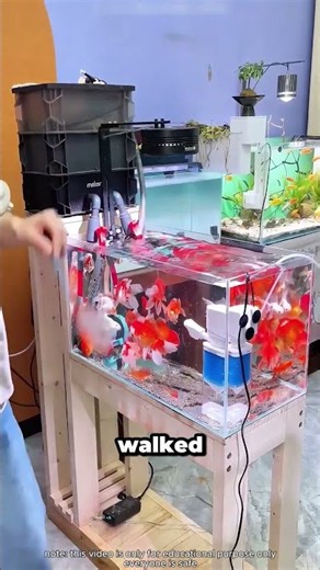 I Didn't Have to Clean My Tank Because of This #fishkeeping #aquarium #trick