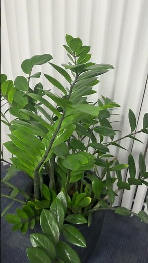 ZZ Plant | The Perfect Indoor Plant