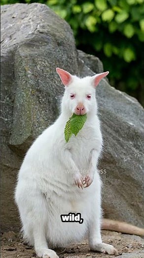 🦘🤍Albino Kangaroo | A Rare Beauty