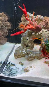 Claws vs Clubs： Mantis Shrimp vs Crawfish Showdown_00000 | Mantis Haihai