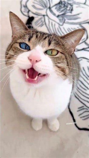 Super cool kitten, which one do you like? #kittens #cats #kitty