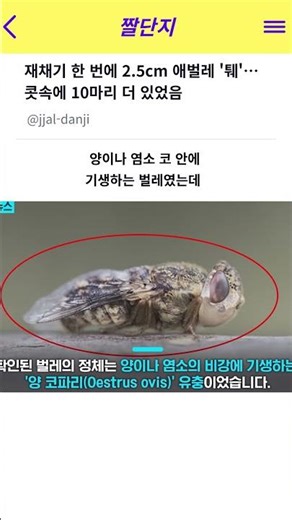 재채기 한 번에 2.5cm 애벌레 '퉤'…콧속에 10마리 더 있었음