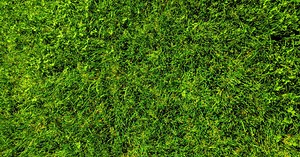 Le mulching, le secret d’un beau gazon ? Pourquoi vous devriez adopter cette technique de tonte