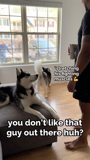 bros are ready to take down the intruder.. did you see the guy shaking his head no 🙈🙉🙊 #huskydog #huskiesofinstagram #huskylove #huskylife #huskynation #huskygram #dogoftheday #dogsofinstagram #instadog #huskypuppy #doglife #huskylover #dogs #pet #dog | The Husky Moon