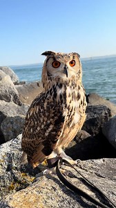 Hela (@hela_owl_)’s videos with original sound - Hela