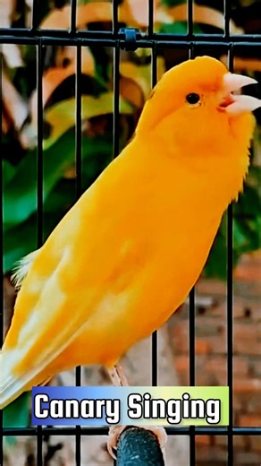 Male Canary Singing | Best Canary Training | Canary Singing #galerikenariindonesia #birdsinging