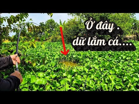 Thấy vậy mà cá nhiều ghê gớm Giật không kịp luôn.. Nước cao cá nhiều.