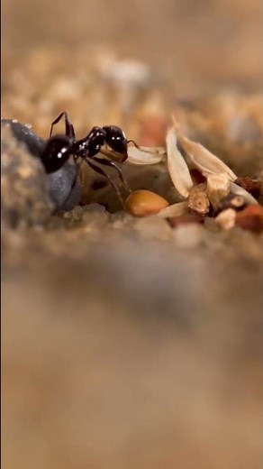 The soon-to-be LAST ant update?! 🥺🐜 #shorts