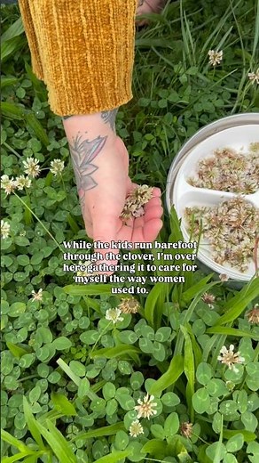 The Medicinal Uses for White Clover