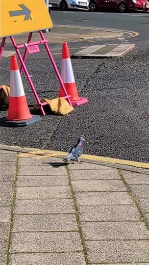 🎵🎶 Feral pigeons Vs Wood pigeons and Collared doves