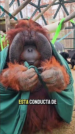 La inteligencia de los orangutanes #datoscurisos #sabiasque #animales