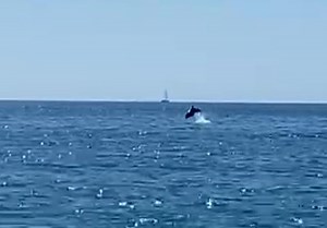 Los delfines visitan Motril y sorprenden a los bañistas | Ideal