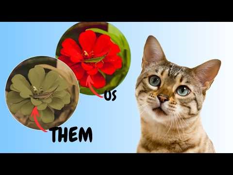 How Your Cat Sees The World!