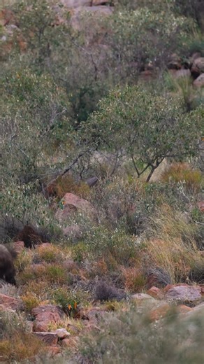 Elusive by name, elusive by nature. Deep in the rocky labyrinth of the Korannaberg, a brown hyena proves exactly why it has earned its place among Tswalu's legendary Elusive Five. Despite a calculated ambush by the Southern Pride lionesses – one driving from above, the other lying in wait – this master of survival managed to escape. This solitary creature is probably licking its wounds somewhere out there in Tswalu's vast expanse, after surviving a close encounter with lethal predators. Video fo