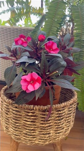 Repotting of completely root bounded New Guinea impatiens plant 🪴 #plants #impatiens