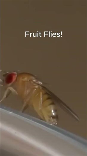 What is the First Insect to fly to space? #facts #animals #viral