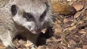 185K views · 283 reactions | That meerkat sure is brave. | Rumble | Facebook