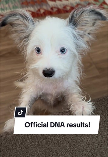 Diverse Breeds Unveiled: Official DNA Results for Puppies