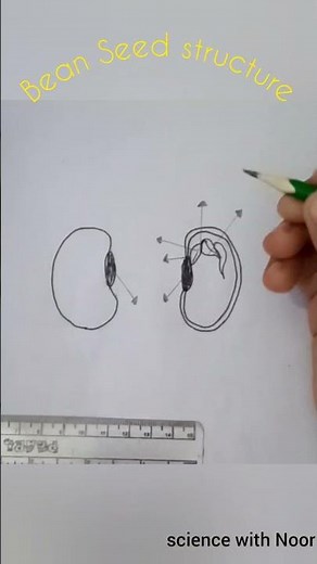 Easy diagram of Bean seed structure #beans #biologydiagrams #science #structure #youtube #yt #shorts