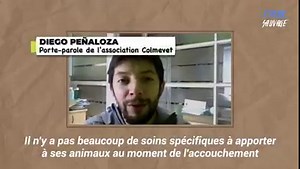 C'était un travail ardu, mais voir naître ce petit éléphant en valait la peine. La nature est tout simplement magnifique... | Le Kiwi