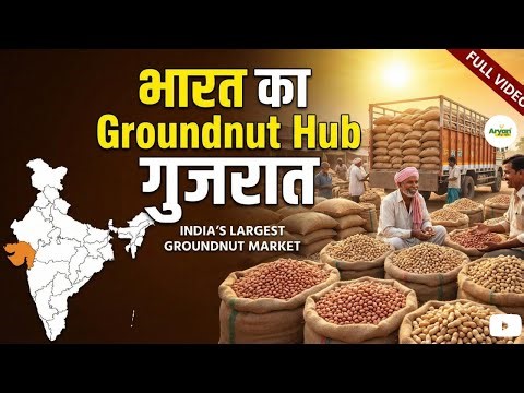 Gujarat : Groundnut मूंगफली और Cumin जीरा का Global Hub |आपके लिए पूरी फसल से Export तक पूरी जानकारी