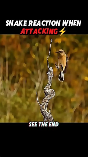 Seconds of Snake Attack: Everyone Loses… Except the Cat! #trending #animals #cat #birds #snake