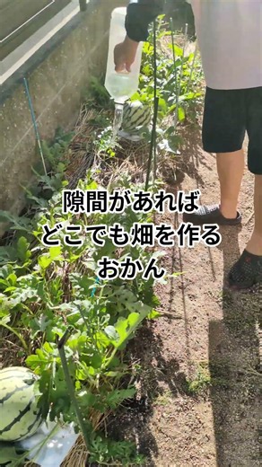 おやじとおかんの畑仕事 #家庭菜園 #スイカ #夕方の水やり