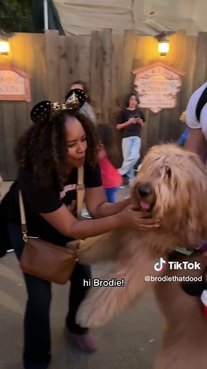 The happiest dog on Earth visits the happiest place on Earth! 🐻🤝🐭 (PSA: Brodie is a service animal and therefor has access rights) #goldendoodle #disney #disneyland #reaction #christmasdog #disneydog