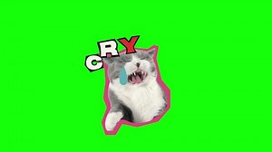 Crying Cat Cat Memes Green Screen Stock Footage Video (100% Royalty-free) 3951252235 | Shutterstock