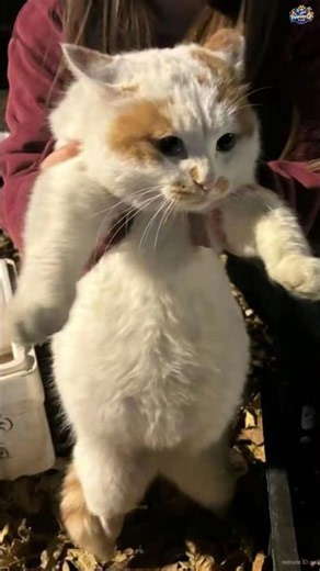 Try Not To Laugh 😂 Funniest Cat Fails & Zoomies Compilation | Viral Cat Videos 🐱💥