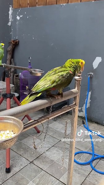 Double Yellow Head Amazon Parrots in Action