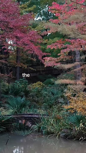 1K views · 132 reactions | Dear Management, We respectfully request that you change the name of the Spring Woodland Garden to Fall Color Paradise. Thank you for your consideration 李 #fallcolor #springwoodlandgarden #dukegardens | Sarah P. Duke Gardens | Facebook