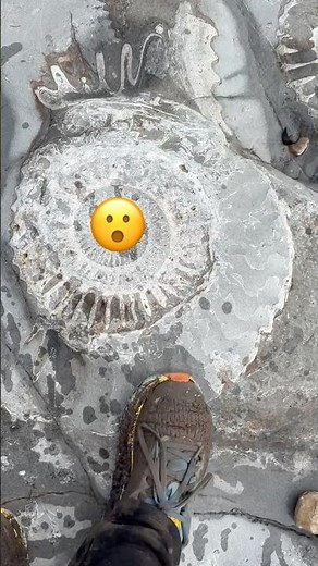 Jurassic Coast Fossil Surprises⁉️#fossils#jurassiccoast#lymeregis