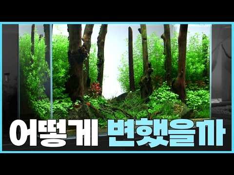 미완성인데 팔려버린 수초어항