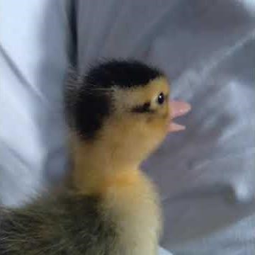 /BABY DUCK SOUND EFFECTS/
