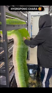 Hydroponic chara 🥰| #viral #viralreels #trending #trendingreels #farming #pets #animal #goat #viralvideos #sawale #facts | Ajay Sawale