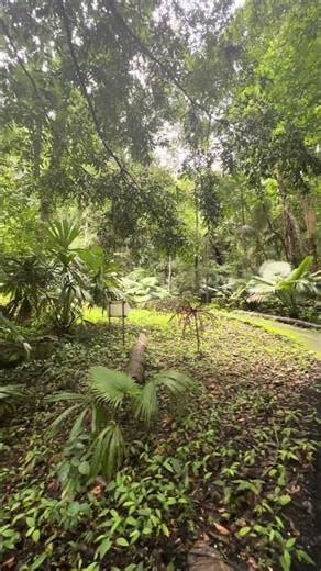 Jungle 4K | Green Forest Birds & Nature Sounds