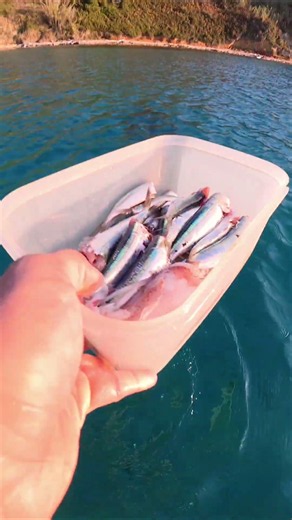CATCH, CLEAN & COOK! #fishing #theweirdfishguy #sardines #catchcleanandcook